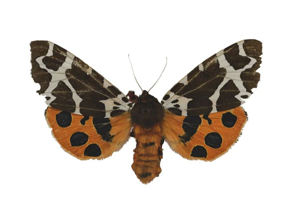 Garden Tiger Moth Great Tiger Moth Arctia Caja Torn Wing — Stock Photo, Image