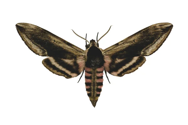 Privet Hawk Moth Sphinx Ligustri Isolated White Background — Stock Photo, Image