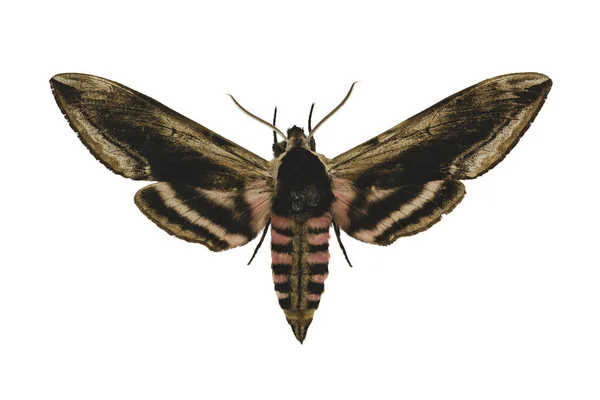 Beyaz arka planda izole edilmiş Privet Hawk güvesi (Sphinx ligustri L.)