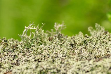 Soyut yeşil lichens makro arkaplan ve doku güneş tarafından fotokopi alanı ile aydınlatılmıştır
