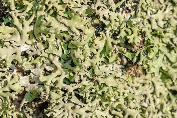 Abstrait Lichens Verts Macro Fond Texture Éclairés Par Soleil Avec — Photo