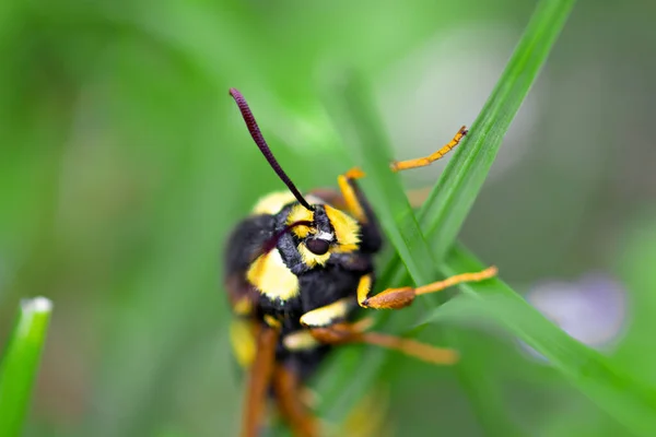 Macro View Hornet Moth Hornet Clearwing Sesia Apiformis Sitting Green — Stock Photo, Image