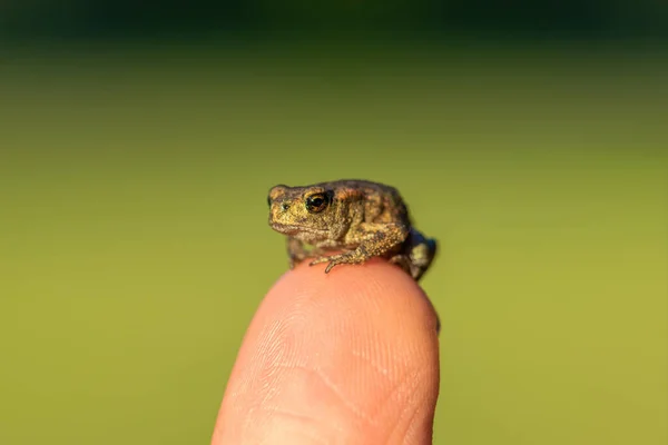 Tiny Little Toad Sitting Human Finger Front Green Background Eye — Stock Photo, Image