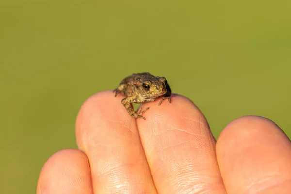 Petit Crapaud Assis Sur Les Doigts Humains Devant Fond Vert — Photo