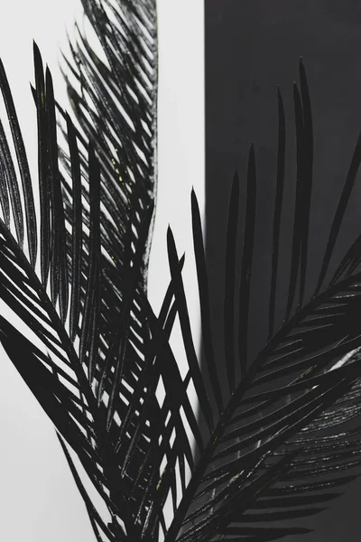 Abstrakter Hintergrund Aus Schwarz Bemalten Cycadeblättern Vor Dem Schwarz Weißen — Stockfoto