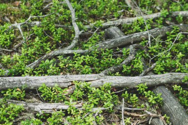 Yeşil yaban mersini bitkisi ve ormandaki eski gri dallar fotokopi alanı içeriyor.