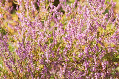 Yakın plan çiçek açan Calluna vulgaris 'in arka planı. Yazın sonlarında fotokopi uzayıyla Heather olarak bilinir ve güneş tarafından aydınlatılır.