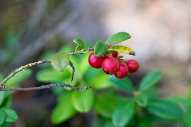 Yeşil kızılcık bitkisinin kırmızı böğürtlenli makro arka planı