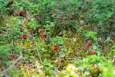 Yazın sonlarında ormanda kırmızı böğürtlenli kızılcık bitkisinin fotokopi alanı ile arka plan