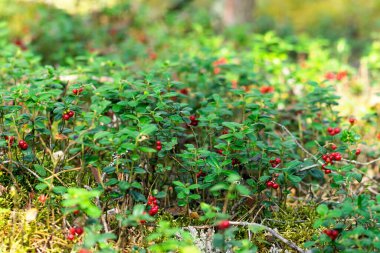 Yazın sonlarında ormanda kırmızı böğürtlenli kızılcık bitkisinin fotokopi alanı ile arka plan