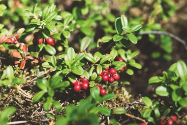 Yazın sonlarında kırmızı böğürtlenli kızılcık bitkisinin fotokopi alanındaki makro arkaplan