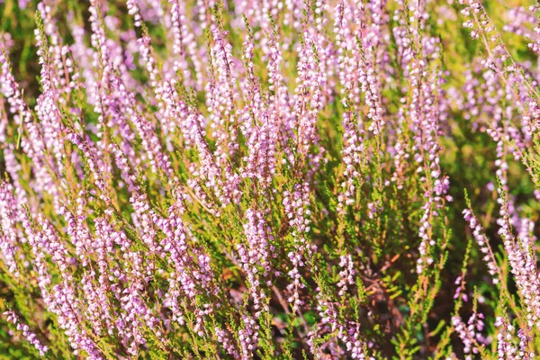 Background Close Blooming Calluna Vulgaris Common Known Heather Late Summer — Stock Photo, Image