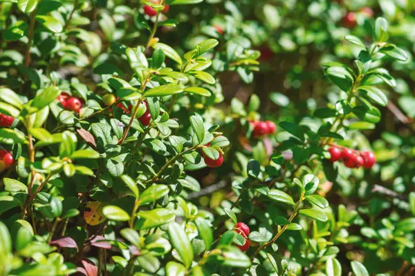 Yazın sonlarında kırmızı böğürtlenli kızılcık bitkisinin fotokopi alanındaki makro arkaplan