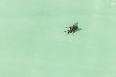 Siyah taze sinek (Sarcophagidae) ve grunge üzerinde oturan kırmızı gözler ve fotokopi alanı olan yumuşak yeşil plastik malzeme makro çekim
