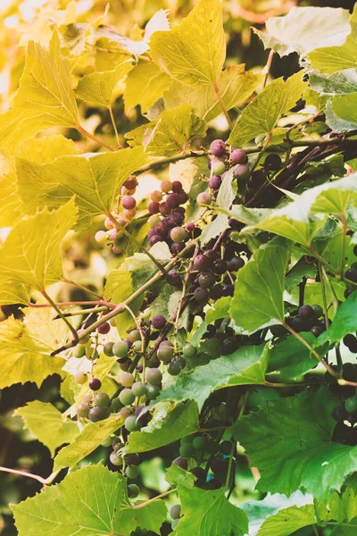 Trauben Von Hängenden Violetten Und Grünen Nassen Trauben Herbst Vintage — Stockfoto