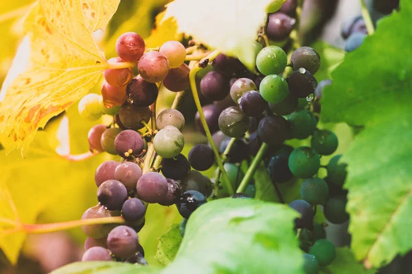 Пучки Фиолетового Зеленого Влажного Винограда Осенью Стиль Цветового Фильтра — стоковое фото