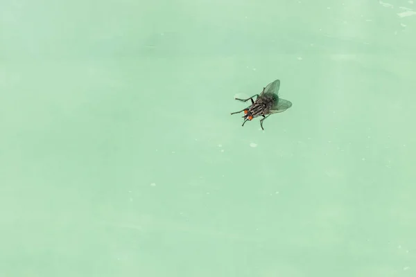 Siyah taze sinek (Sarcophagidae) ve grunge üzerinde oturan kırmızı gözler ve fotokopi alanı olan yumuşak yeşil plastik malzeme makro çekim