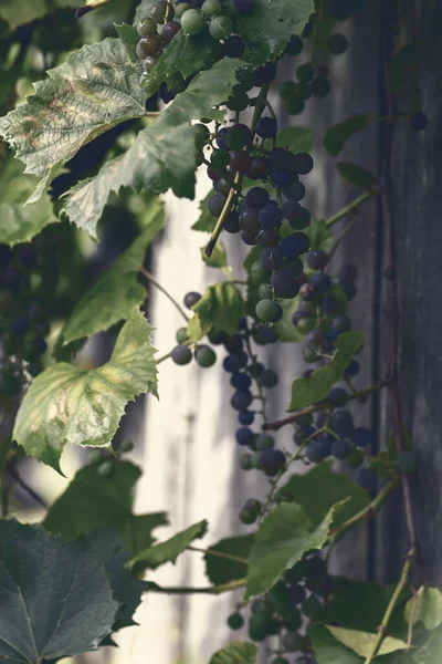 Bunches Hanging Purple Green Wet Grapes Shade Autumn Vintage Tone — Stock Photo, Image