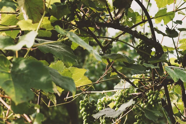 Trauben Mit Hängenden Grünen Und Nassen Trauben Schatten Herbst Vintage — Stockfoto