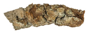 Grafiksel kaynaklar. Beyaz arkaplanda izole edilmiş meşe ağacı kabuğunun yakın görüntüsü