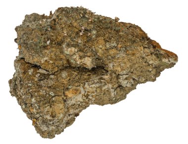 Grafiksel kaynaklar. Beyaz arkaplanda izole edilmiş meşe ağacı kabuğunun yakın görüntüsü