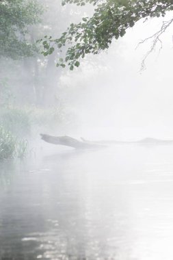 Sabahın erken saatlerinde, sonbaharın ilk saatlerinde nehrin üzerinde eski yüzen ağaç ve ormanlarla kaplı beyaz sis.