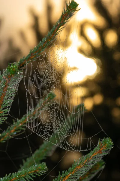 Sonbahar Konsepti Çiy Baloncuklarıyla Islanmış Örümcek Ağı Sonbahar Sabahının Erken — Stok fotoğraf