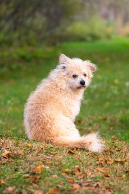 Tatlı pofuduk bej köpek çayırda oturuyor ve tek kulağıyla kameraya bakıyor.