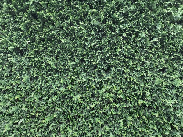 Grün Lässt Heckenmauer Nahtlosen Hintergrund — Stockfoto