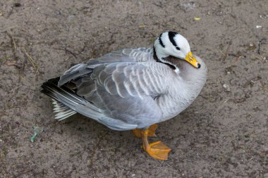 Gri Beyaz baş ve siyah çizgiler üstten görünüm ile ördek. Çiftlikte kaz. İzole su kuşları. Gri tüyler ile ördek. Hayvanat Bahçesi kavramı.  