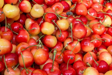 Olgun sarı ve kırmızı kiraz closeup arka plan. Sulu yaz hasat. Taze kiraz grubu. Organik meyve. İzole kiraz.