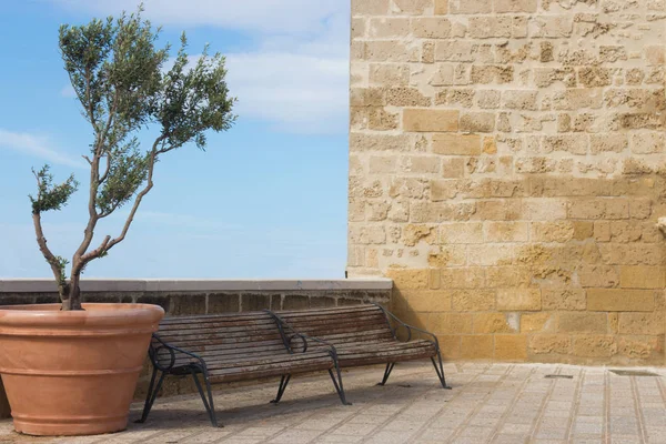 Wooden Empty Bench Olive Tree Big Pot Yellow Sandstone Building — Stock Photo, Image