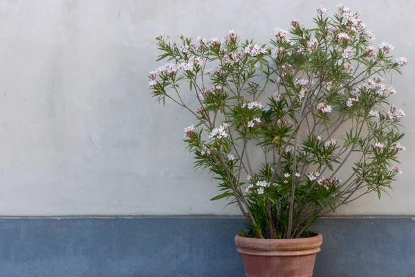 Big clay flowerpot with white flowers tree against white and blue wall. Outdoor decoration. Gardening design. Large vase with blooming flowers on street. Europe and travel concept. 