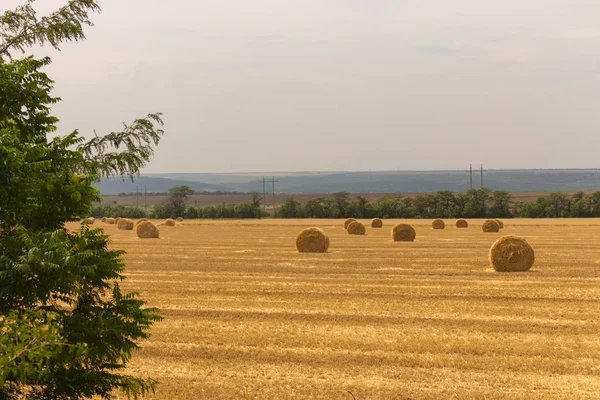 Rolls of hay in field of wheat with tree forehead. Haystacks in farmland. Wheat harvest concept. Countryside on summer day. Round bales of hay. Agriculture and golden meadow background.