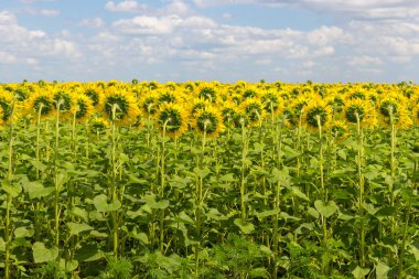 Geri Ayçiçeği tarlası. Parlak çiçek açan ayçiçeği çayır. Yaz güneşli manzara. Tarım ve çiftlik arka plan. Kırsal kavramı. 
