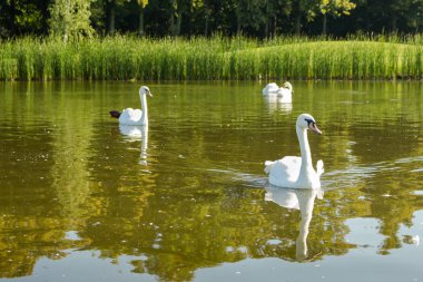 Aile Beyaz Kuğu Gölü köpekler karşı yüzme. Yabani kuşlar kavramı. Barış ve elegance arka plan. Sonbahar açık kavramı. 