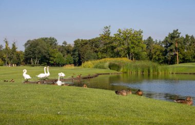 Beyaz Kuğu ve yaz Park lake yakınındaki kahverengi ördekler. Sezon manzara. Güzel kırsal kuşlar ve gölet. Yaban hayatı kavramı. Barış ve relax arka plan.