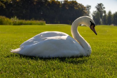 Güzel beyaz oturma kuğu yaz çayır ortasında. Beyaz tüy yeşil çimenlerin üzerinde kuş. Zerafet ve barış arka plan. Yaz yaban hayatı. Yabani kuşlar kavramı. Beyaz Kuğu kameraya bakıyor. 