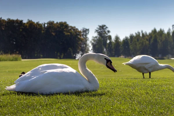 Weiße Schwäne Fressen Grünen Sommer Gras Vögel Mit Weißer Feder — Stockfoto