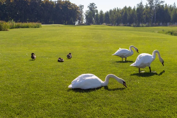 Cisnes Blancos Comiendo Hierba Con Patos Verde Parque Verano Fondo — Foto de Stock