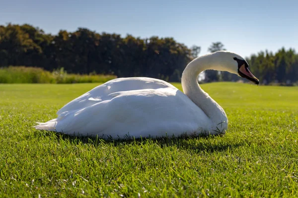 Vacker Vit Sittande Svan Mitten Sommaräng Fågel Med Vit Fjäder — Stockfoto