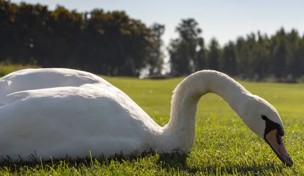 Schöner Weißer Sitzender Schwan Der Gras Mit Geschwungenem Hals Inmitten — Stockfoto