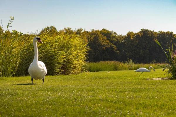 Cisne Blanco Pie Sobre Fondo Caña Verde Cerca Del Río — Foto de Stock