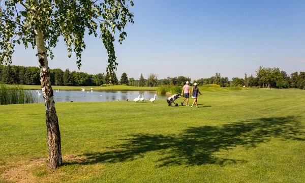 Pair of unknown golfers (back view) with bag in golf filed with swans and ducks near lake. Golfing concept. Summer landscape. Active sport concept.