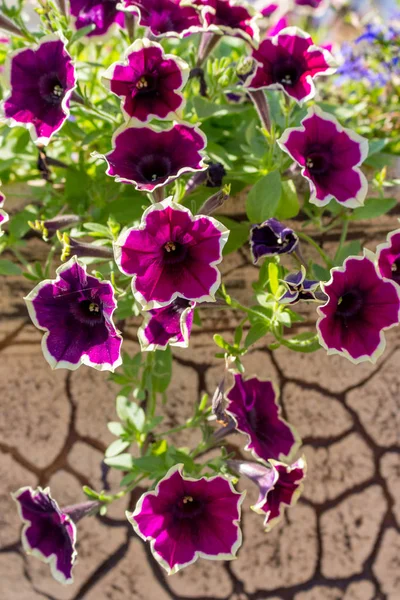 Bright Purple Flowers Clay Flower Pot Park Garden Decoration Outdoor — Stock Photo, Image