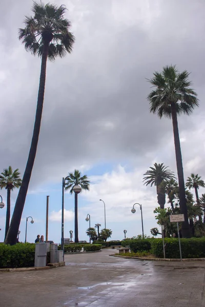 Empty palms alley after rain. Tropical coast with high palm trees. Cloudy day on exotic resort. Mediterranean landscape. Travel and tourism concept.