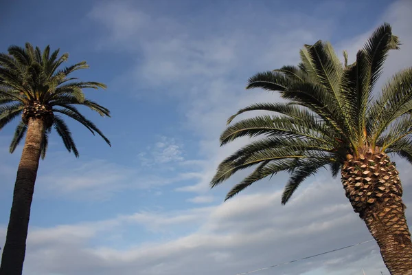 Deux Hauts Palmiers Contre Ciel Bleu Avec Des Nuages Nature — Photo