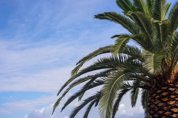 Paume Part Contre Ciel Bleu Avec Des Nuages Nature Tropicale — Photo