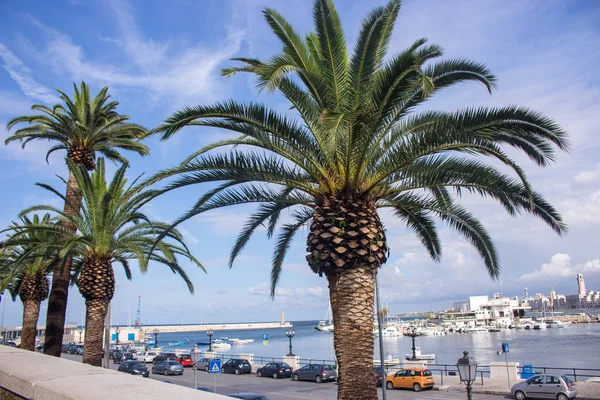 Sahil palmiye ağaçları, demirli tekneler ve arabalar İtalya'nın Bari. İtalyan Güney doğa manzara. Cennetine port Mavi gökyüzüne karşı palmiye ağaçları ile. Seyahat ve deniz manzarası kavramı. Seaside arka plan.