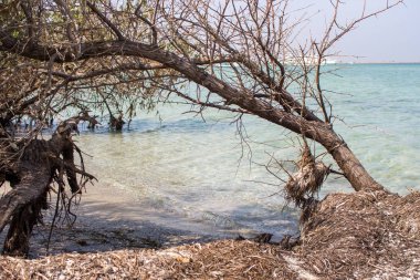 Deniz güneşli beyaz tekne karşı eski ağacı. Tropik cennet kavramı. Kum Plajı ile deniz yosunu ve gölge Denizi'nde defne ağacı. Dinlenme ve tatil kavramı. 